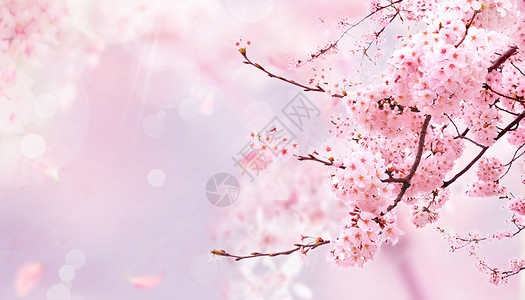 鸡鸣寺樱花美景春天花朵设计图片