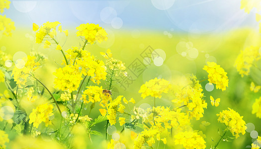 晴天风景春天油菜花花朵设计图片