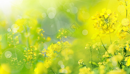 春天油菜花花朵背景图片