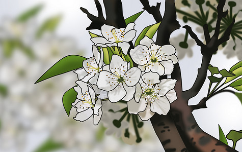 白色梨花春天开放的梨花插画