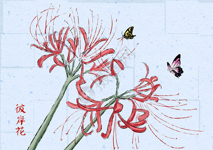 墙与蝴蝶彼岸花和蝴蝶插画