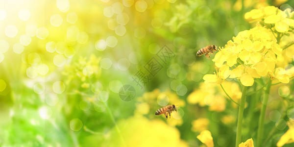 新西兰蜜蜂春天设计图片