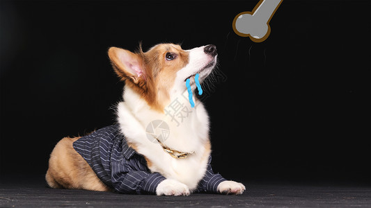 棕色小狗玩具被骨头吸引的狗创意摄影插画插画