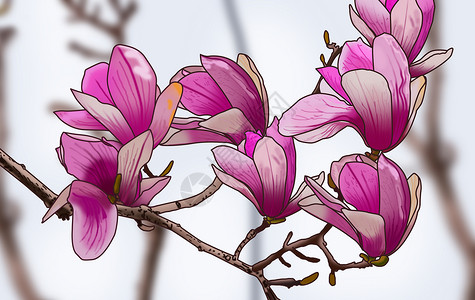 春天的玉兰花背景图片