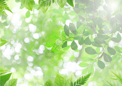春季的桃树枝绿色的树叶设计图片