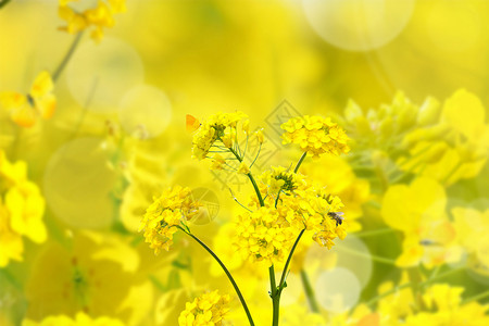 蜜蜂特写油菜花设计图片