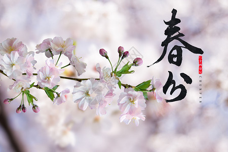 二十四节气花朵春分设计图片