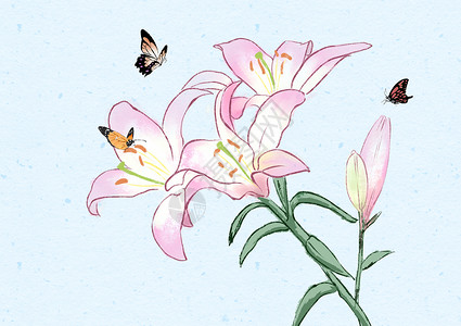 百合花和蝴蝶背景图片