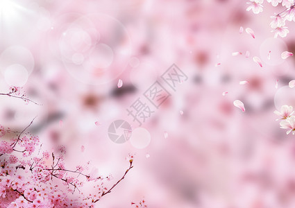 花开富贵素材粉色樱花背景设计图片