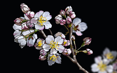 花苞花骨朵美丽的盛开的樱花插画