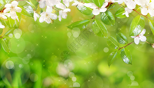 白花树春天的风景设计图片