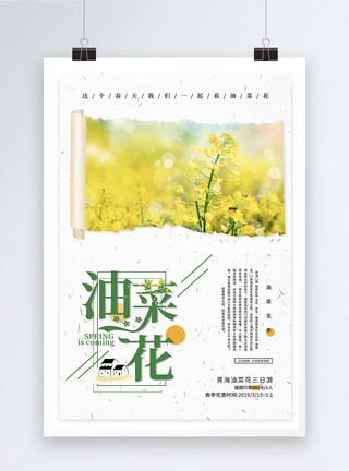 油菜花广告清新简约油菜花春游海报模板