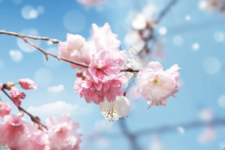 樱花俏枝头鲜花映衬着天空高清图片