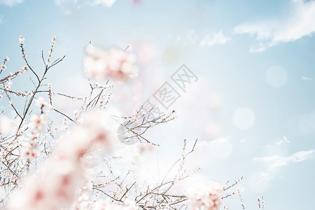 粉色樱花场景图片