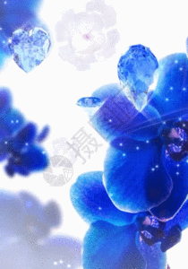 兰花和钻石蓝色h5动态背景素材图片