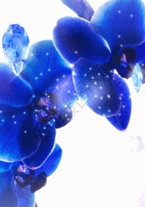 兰花和钻石蓝色h5动态背景素材图片