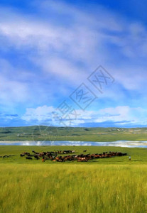 牧场奶牛摄影壮观草原马群h5动态背景高清图片