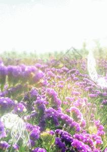 薰衣草花园背景图片