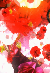 一枝红色康乃馨艳丽唯美大气花丛蝴蝶飞背景高清图片