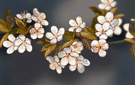 浅灰色漂亮的白色樱花春天gif高清图片
