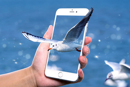 动态手机素材手机里的海鸥设计图片
