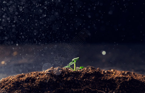 土壤墒情生长的植物gif高清图片