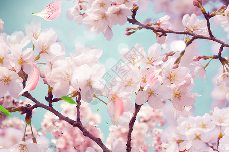粉嫩樱花绽放背景图片