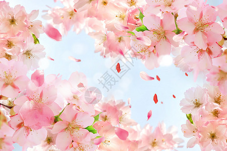 樱花形状樱花漫天设计图片