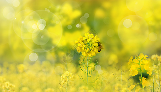 超级大黄蜂春天油菜花设计图片