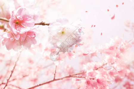 春天浪漫樱花图片