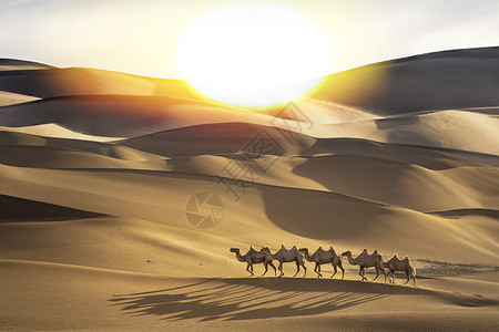 戈壁日落沙漠骆驼设计图片