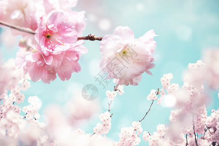 春天浪漫樱花图片