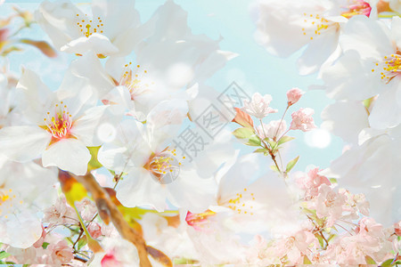散落白色花瓣浪漫樱花设计图片