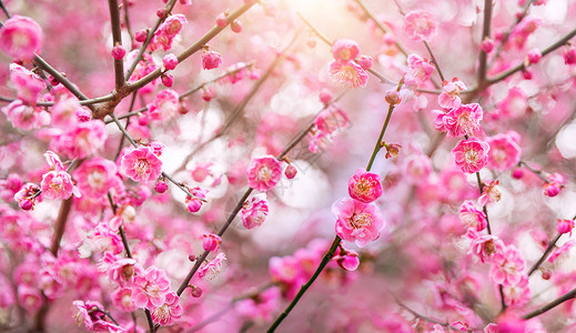 盛开的树木春天花朵设计图片