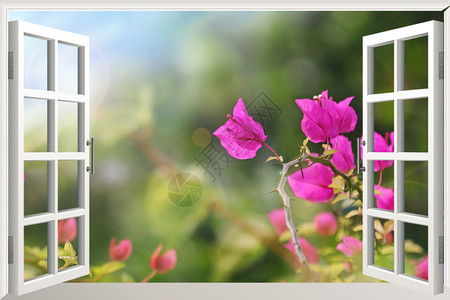 阳光玫瑰葡萄窗外风景设计图片