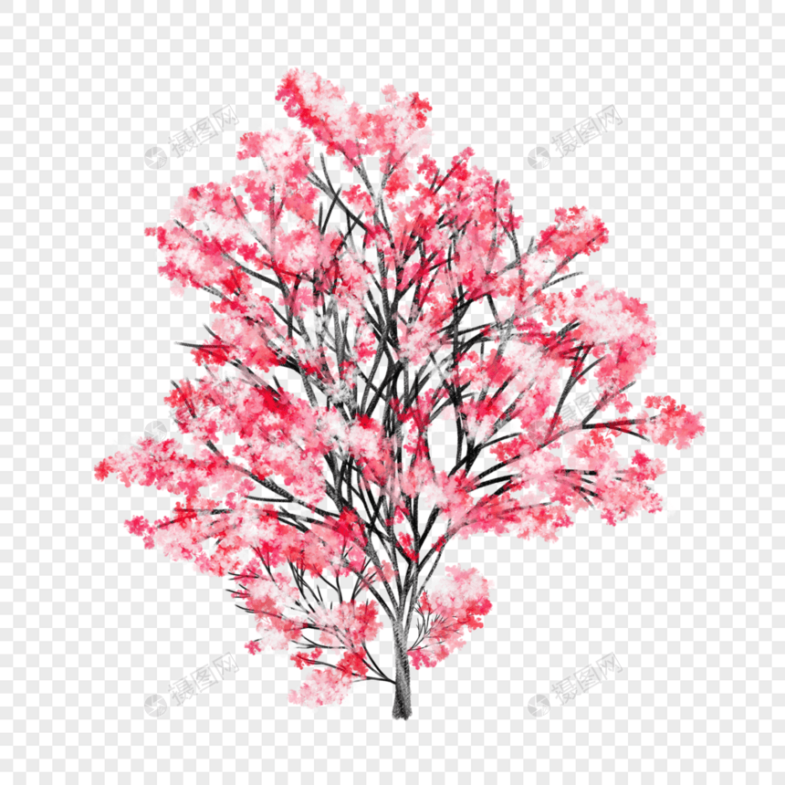 红色樱花树图片