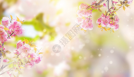 樱花树木春天花朵设计图片
