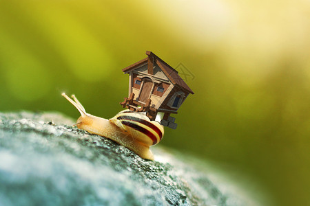 蜗牛与黄鹂鸟蜗居创意合成设计图片