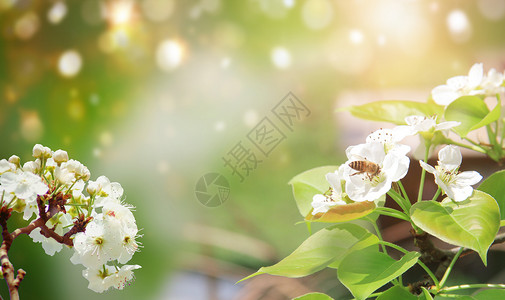 白花树春天花朵设计图片