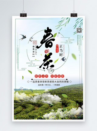 绿茶饮品明前春茶上市海报模板