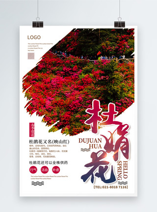华南植物园简洁大气杜鹃花春季赏花海报模板