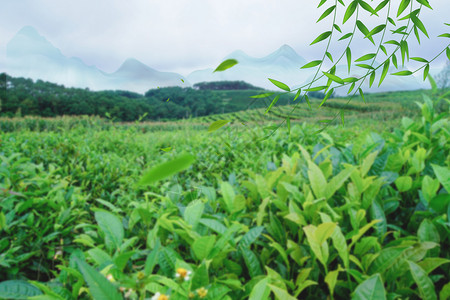 青山绿柳背景图片