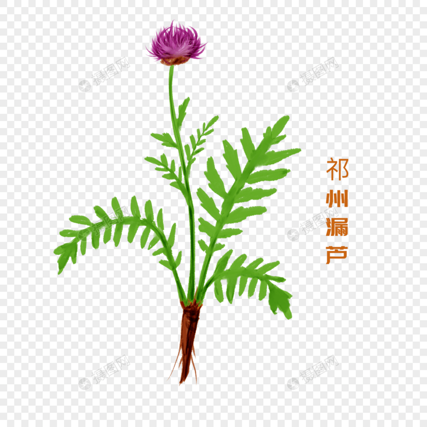 手绘水彩中药材祁州漏芦图片