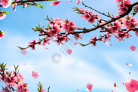 桃树结果春天背景设计图片
