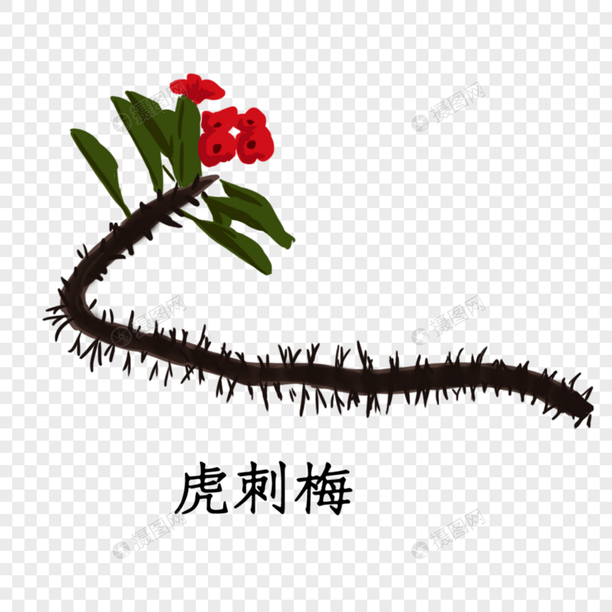 虎刺梅植物图片