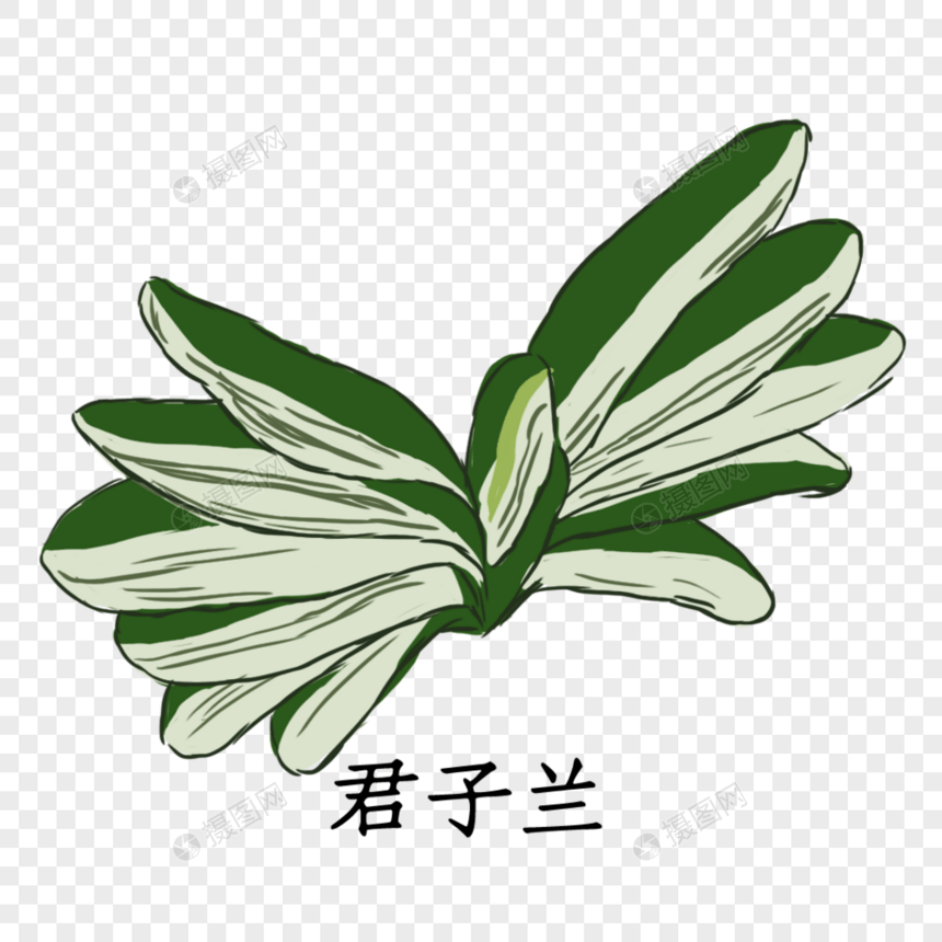 君子兰植物图片