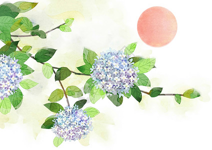 绣球花水彩花卉背景图片