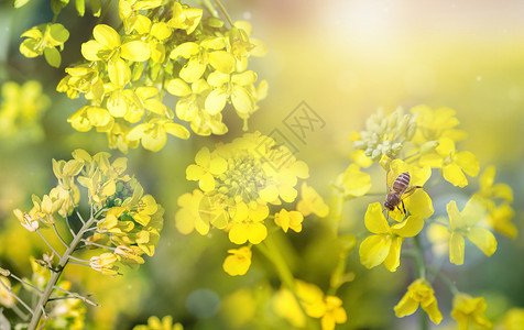 油菜花蜂蜜春天美景设计图片