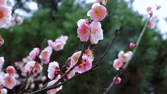 粉色的梅花红梅花GIF高清图片