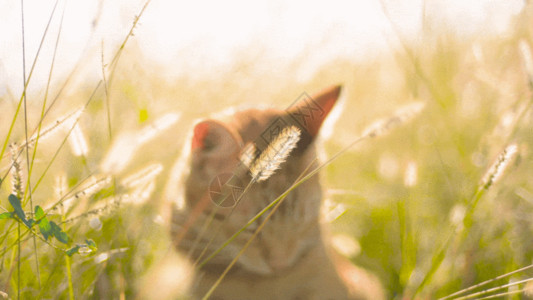 草地上的动物猫咪在草丛里GIF高清图片